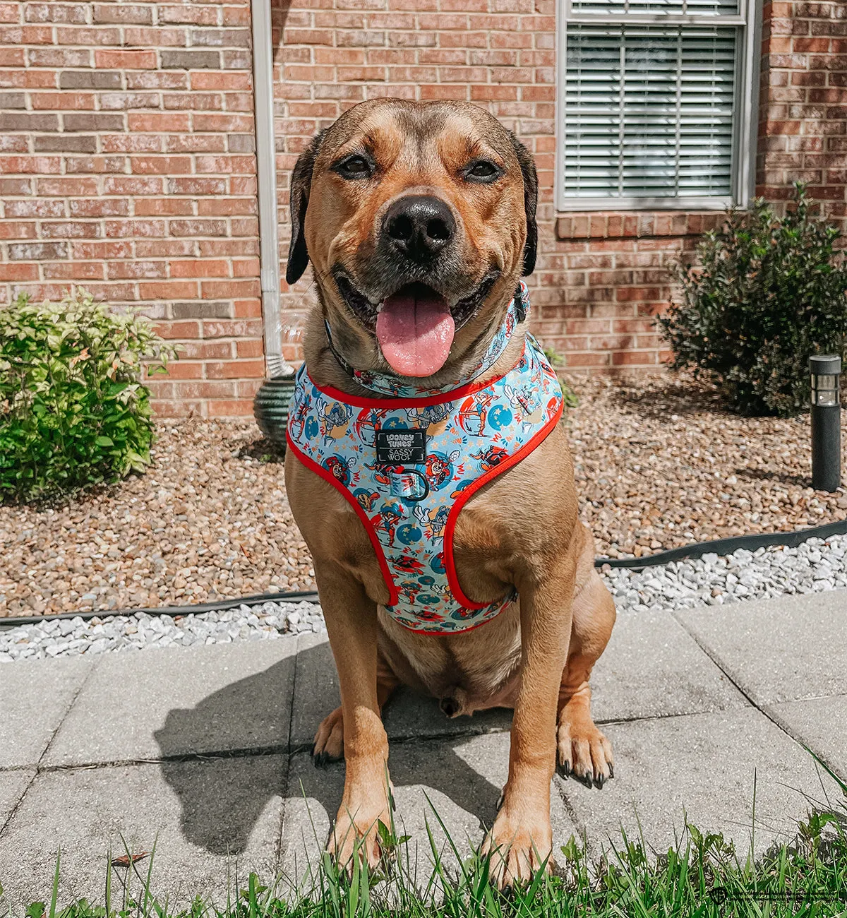 Dog Adjustable Harness - Looney Tunes™ Blue