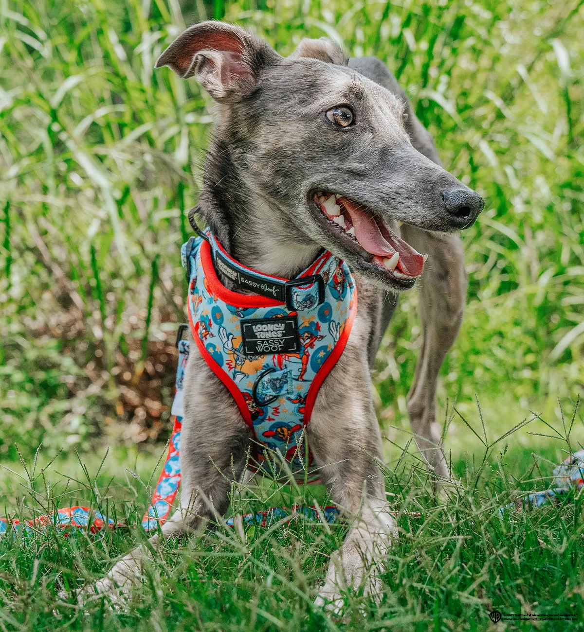 Dog Adjustable Harness - Looney Tunes™ Blue