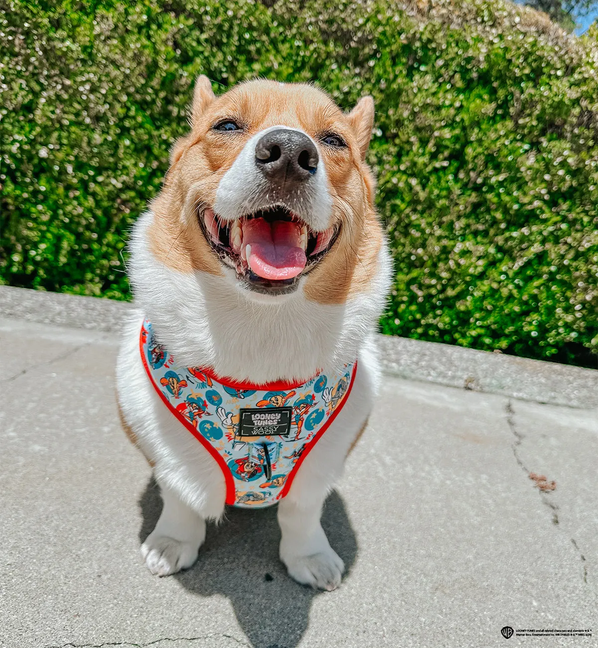 Dog Adjustable Harness - Looney Tunes™ Blue