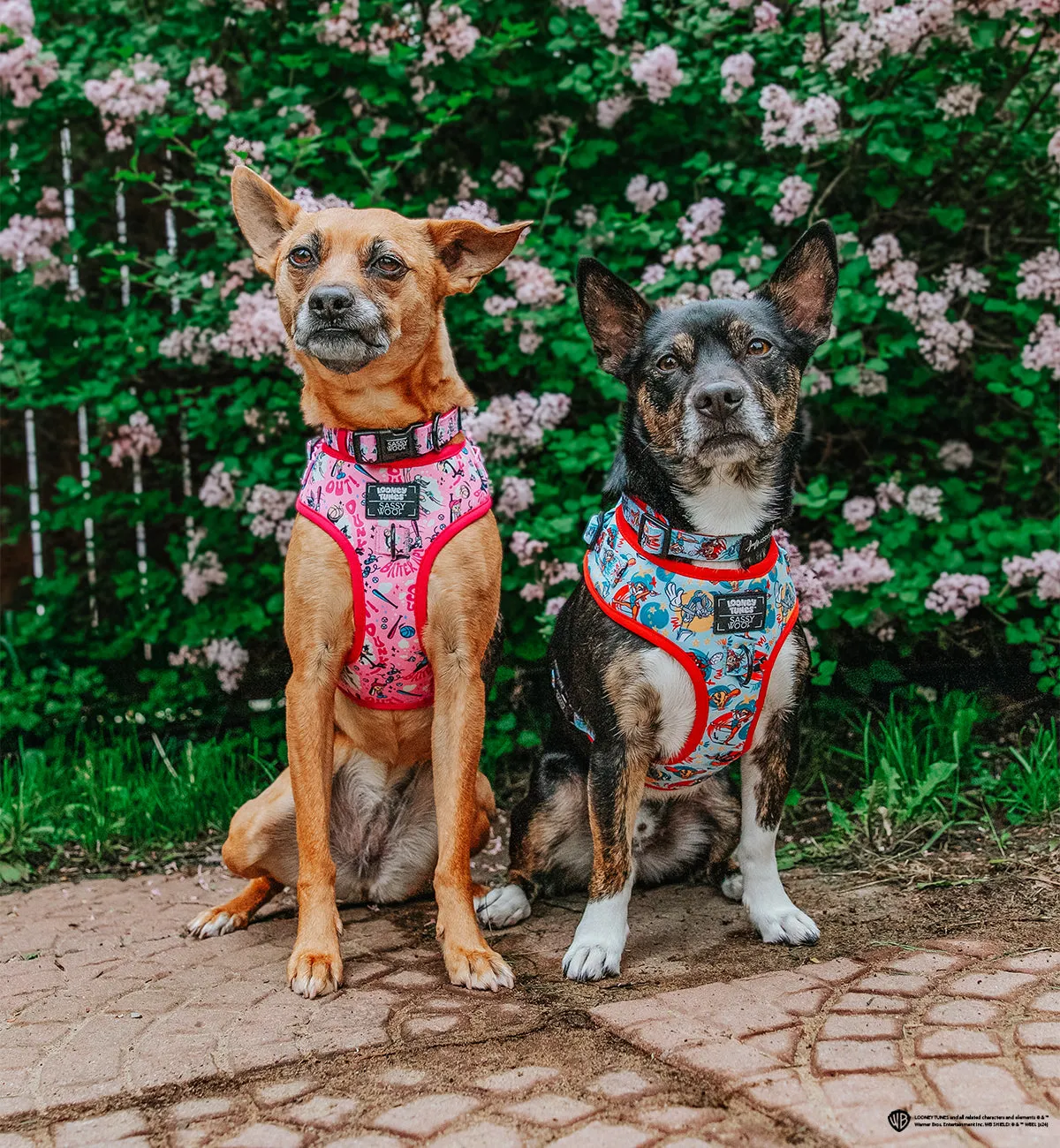 Dog Adjustable Harness - Looney Tunes™ Blue