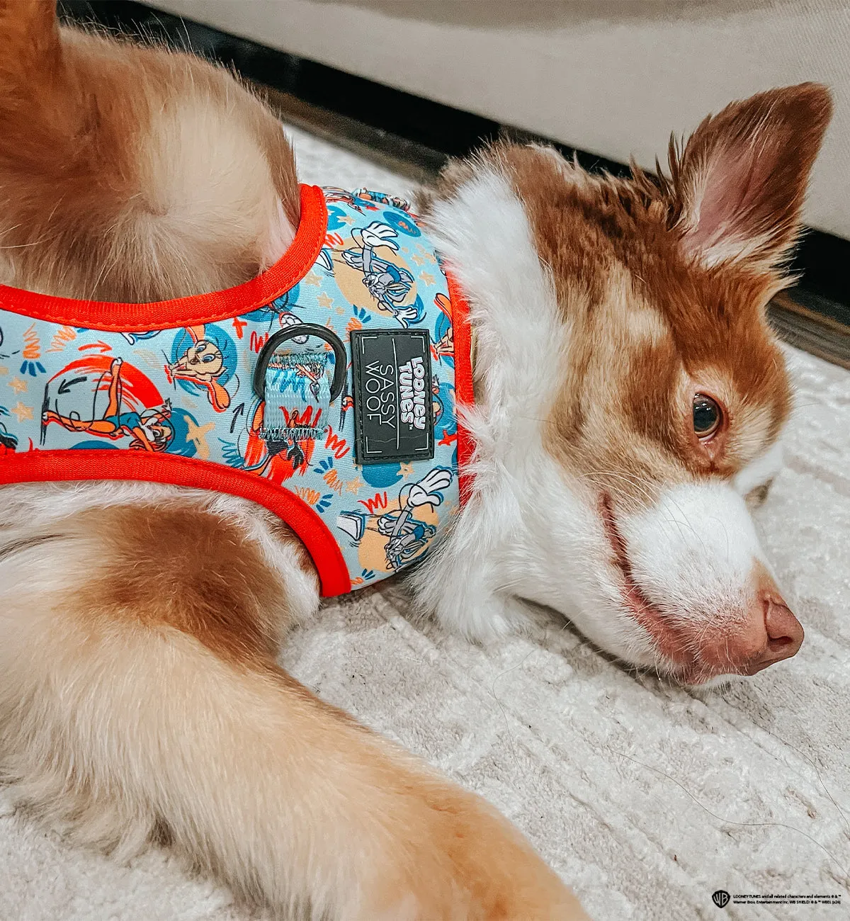 Dog Adjustable Harness - Looney Tunes™ Blue