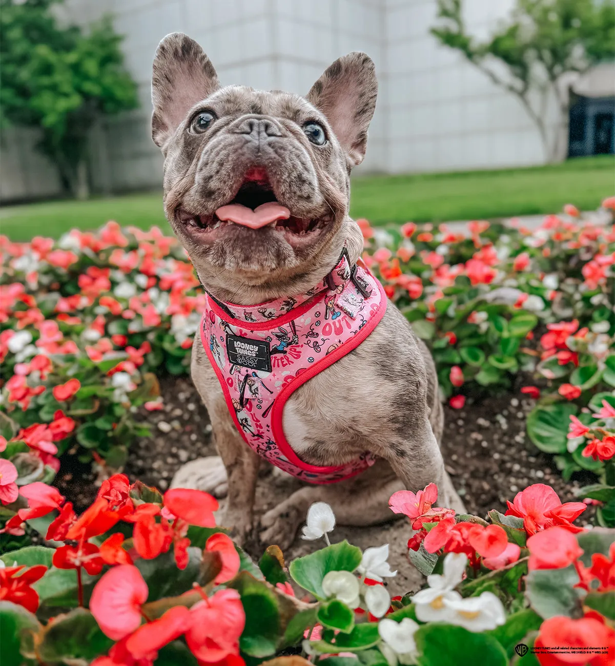 Dog Adjustable Harness - Looney Tunes™ Pink