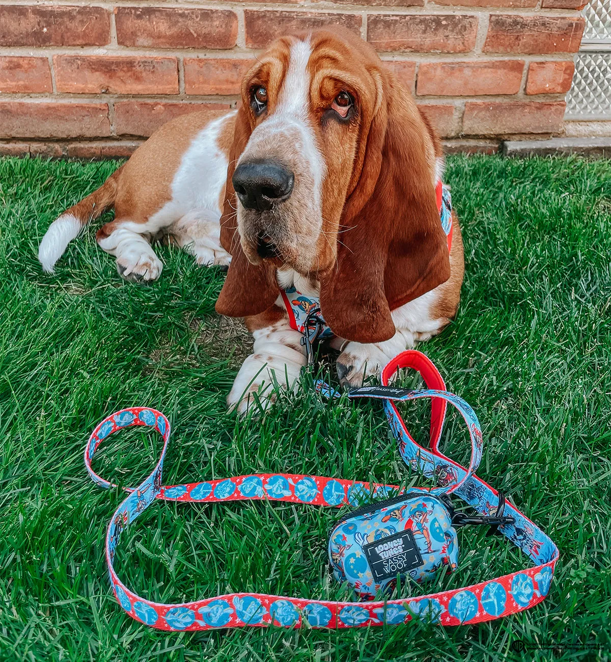 Dog Waste Bag Holder - Looney Tunes™ Blue